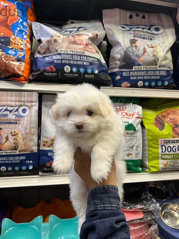 Havanese male puppy 45 days 1