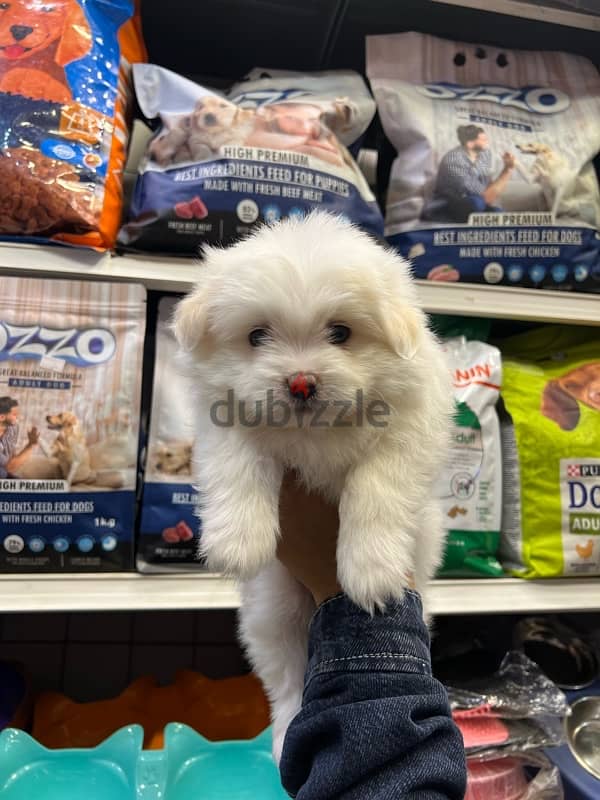 Havanese male puppy 45 days 2