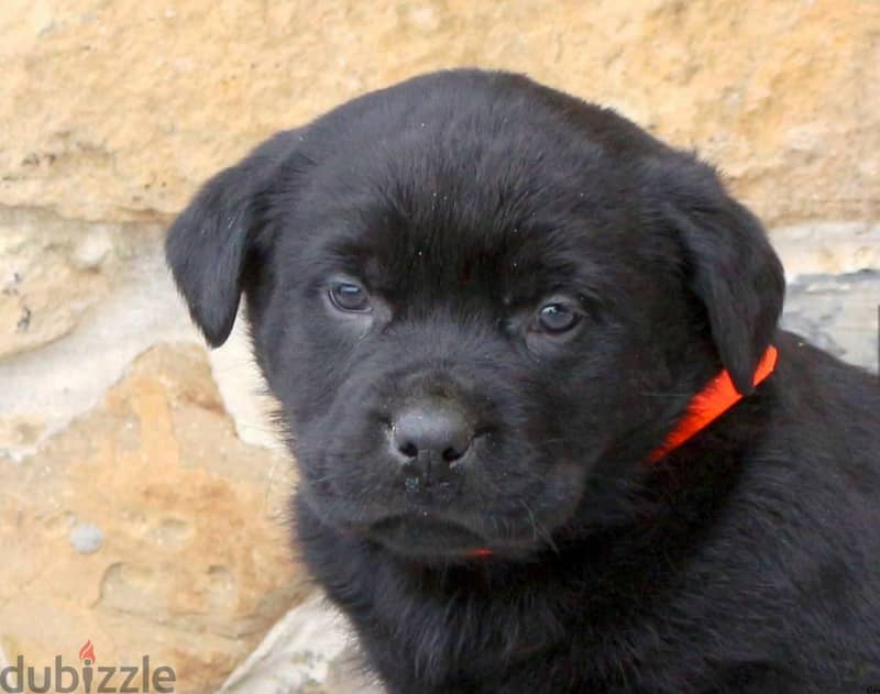 Available special Rottweiler mixed breed - متاح جراوي انتاج خاص 1