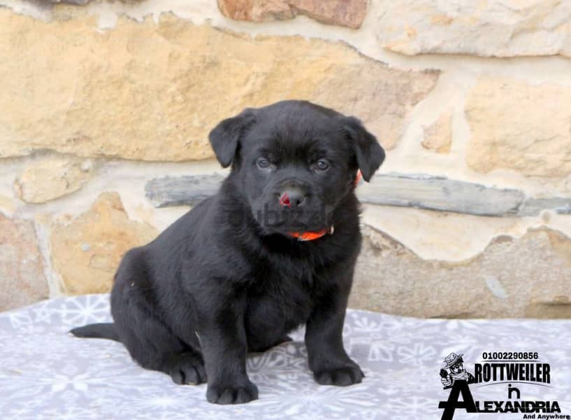 Available special Rottweiler mixed breed - متاح جراوي انتاج خاص 2