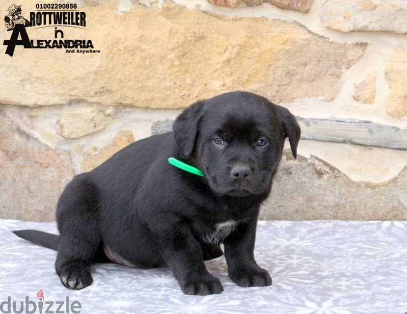 Available special Rottweiler mixed breed - متاح جراوي انتاج خاص 3