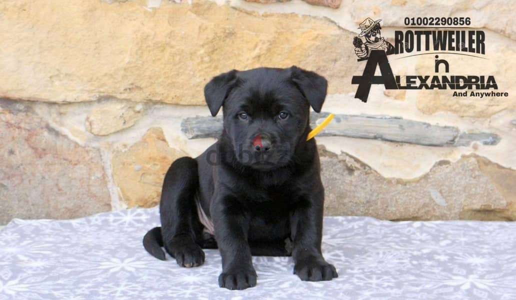 Available special Rottweiler mixed breed - متاح جراوي انتاج خاص 4