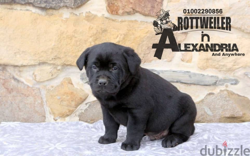 Available special Rottweiler mixed breed - متاح جراوي انتاج خاص 5