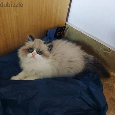 Seal bicolor Ragdoll راغدول راجدول بيرشن هيمالايا