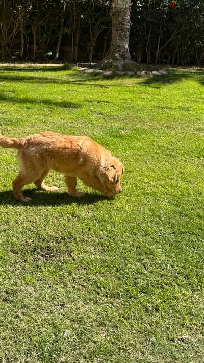 pure golden retriever جولدن