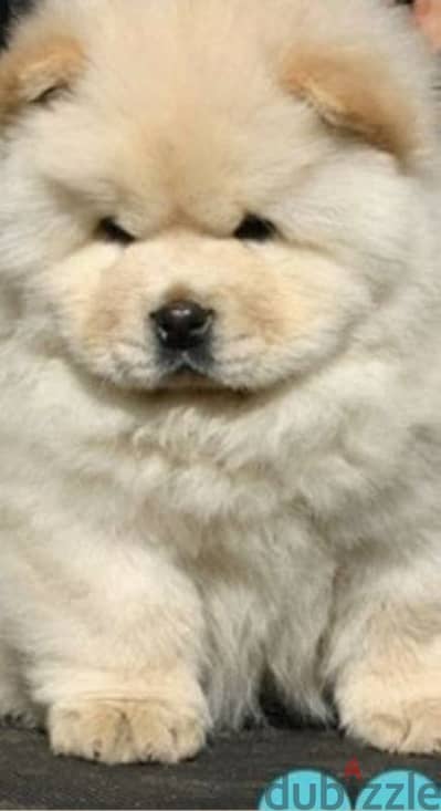 دباديب تشاو شاو أعلى مواصفات Chow chow Teady Bear