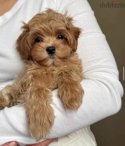 Toy Maltipoo dog