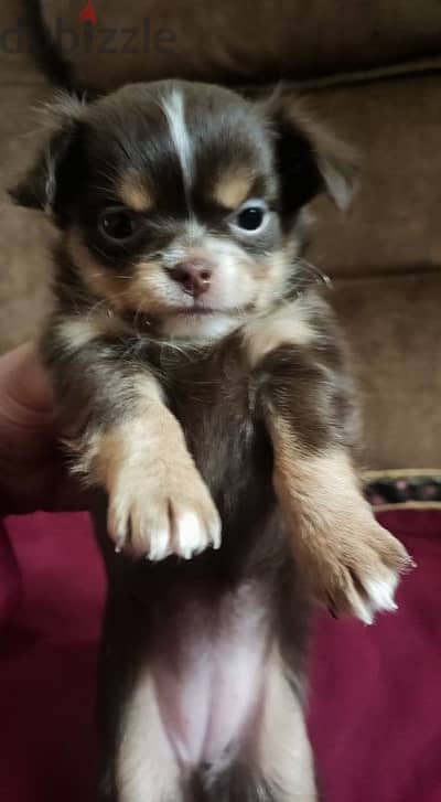 chihuahua mini teacup