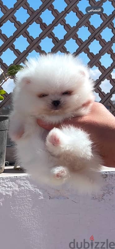 Pomeranian