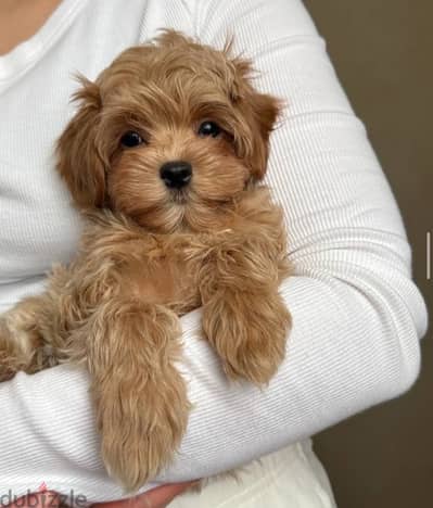 maltipoo dog مالتي بو