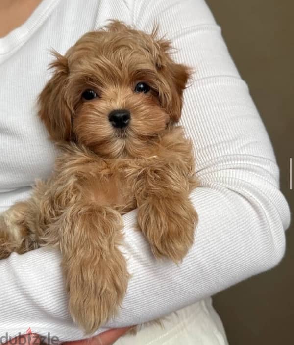 maltipoo dog مالتي بو 0