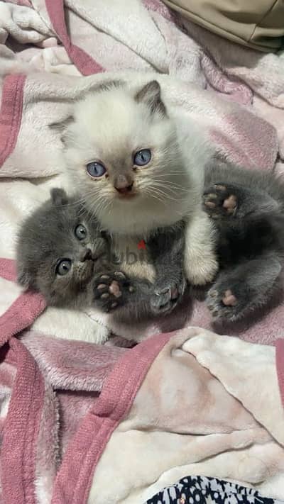 Blue Point Scottish Fold Boy