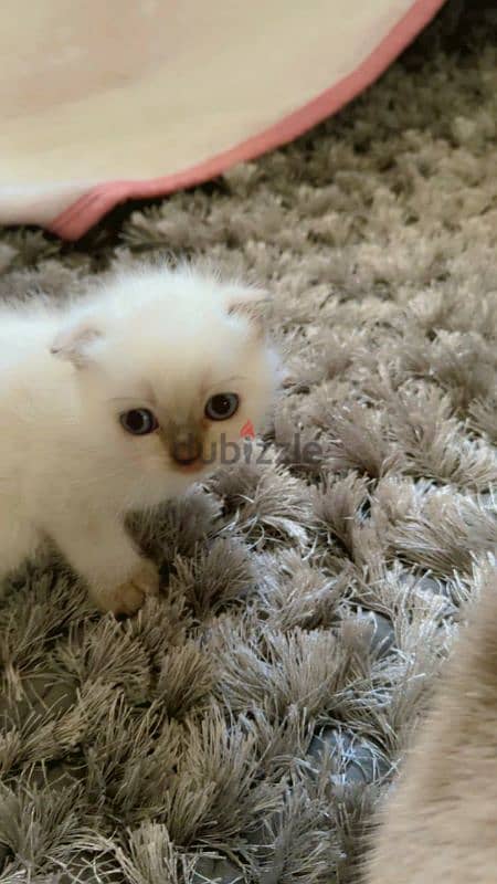 Blue Point Scottish Fold Boy 1