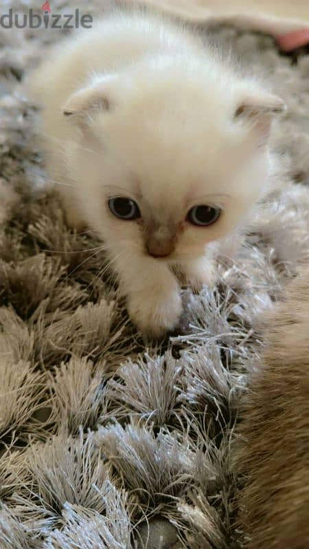 Blue Point Scottish Fold Boy 2