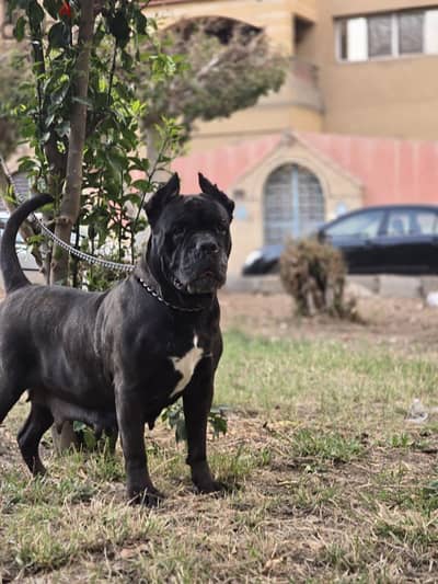 cane Corso female