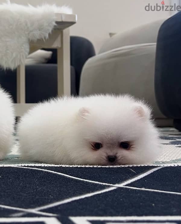 Pomeranian 0