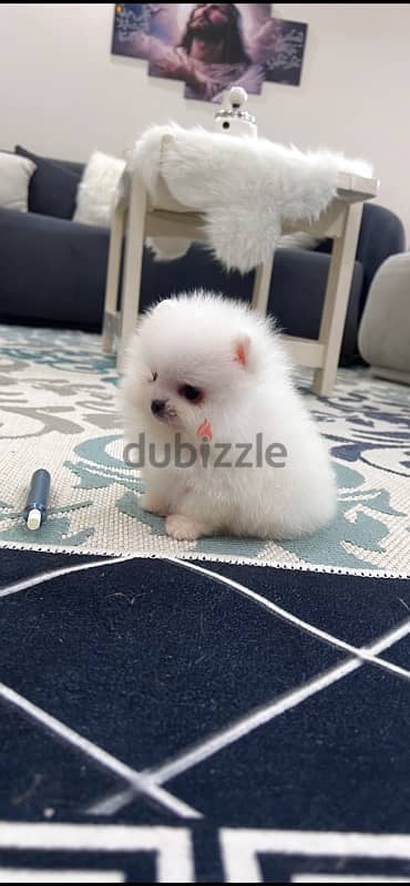 Pomeranian 3