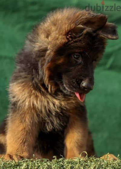 Pure German Shepherd puppies are available for males and females