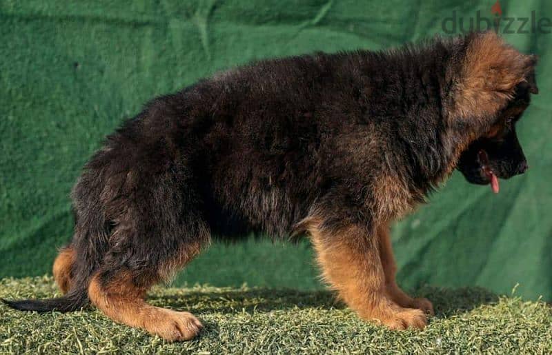 Pure German Shepherd puppies are available for males and females 1