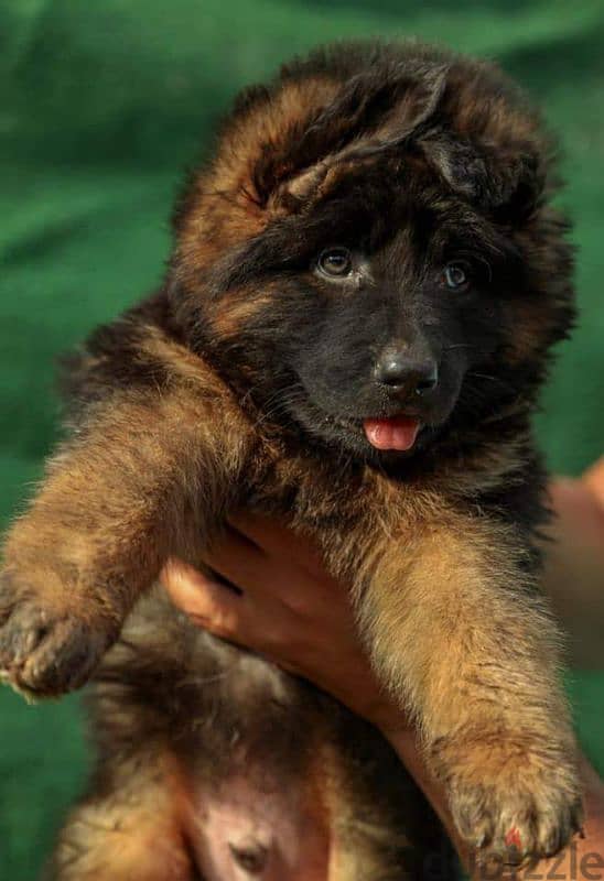 Pure German Shepherd puppies are available for males and females 2