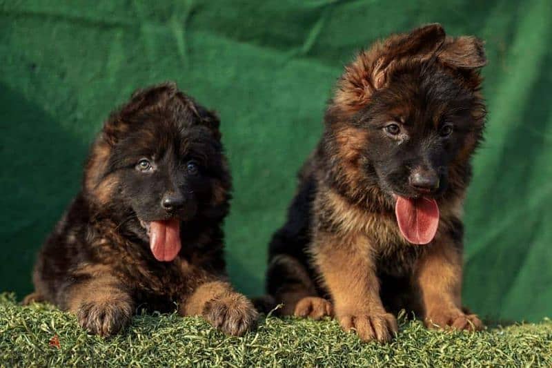 Pure German Shepherd puppies are available for males and females 3