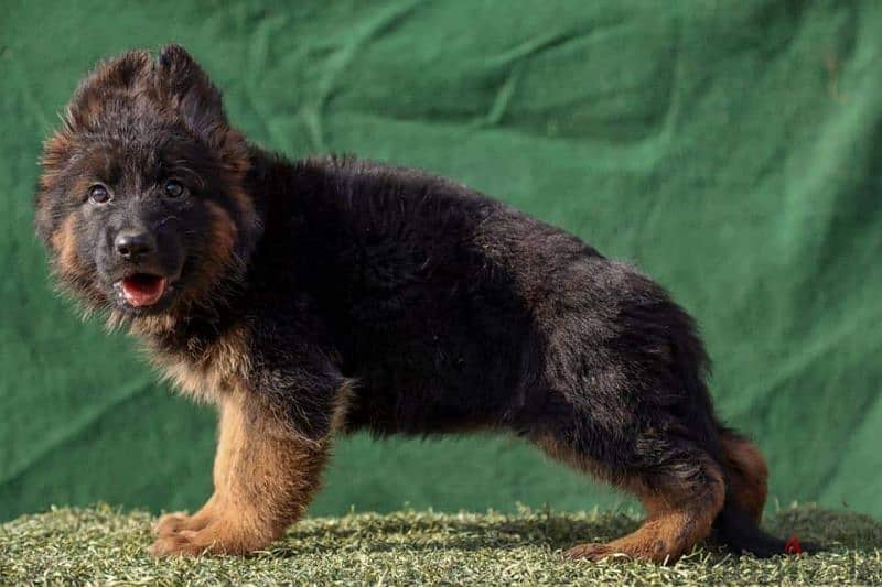 Pure German Shepherd puppies are available for males and females 4