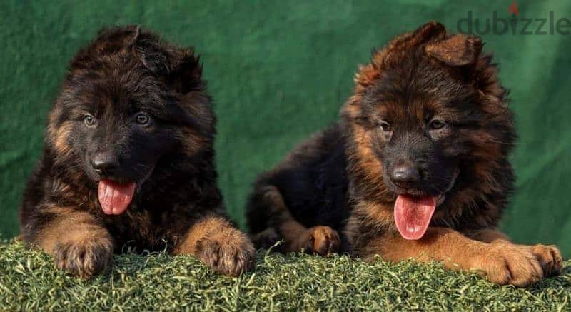 Pure German Shepherd puppies are available for males and females 5