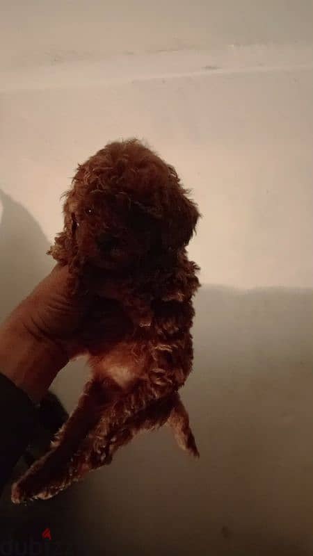 The most beautiful poodle puppies 1