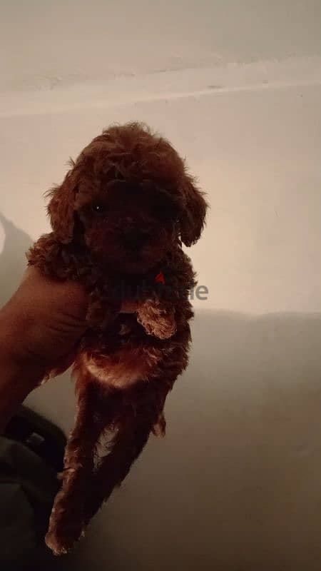 The most beautiful poodle puppies 2