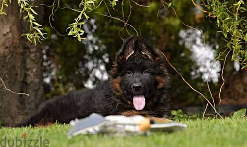 German shepherd puppies male female German جراوي جيرمن شيبرد ذكر انثي