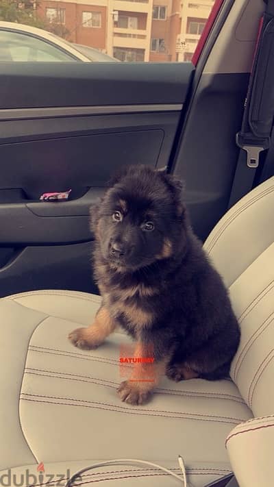 german shepherd puppy for sale