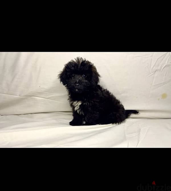 toy poodle 1