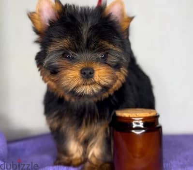 Mini Yorkshire terrier boy from Russia