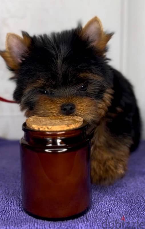 Mini Yorkshire terrier boy from Russia 1