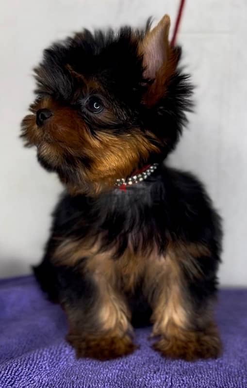 Mini Yorkshire terrier boy from Russia 2