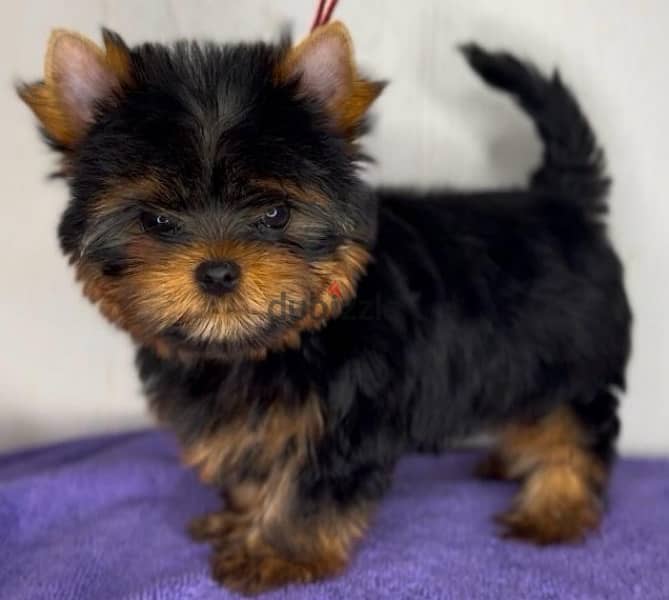 Mini Yorkshire terrier boy from Russia 3