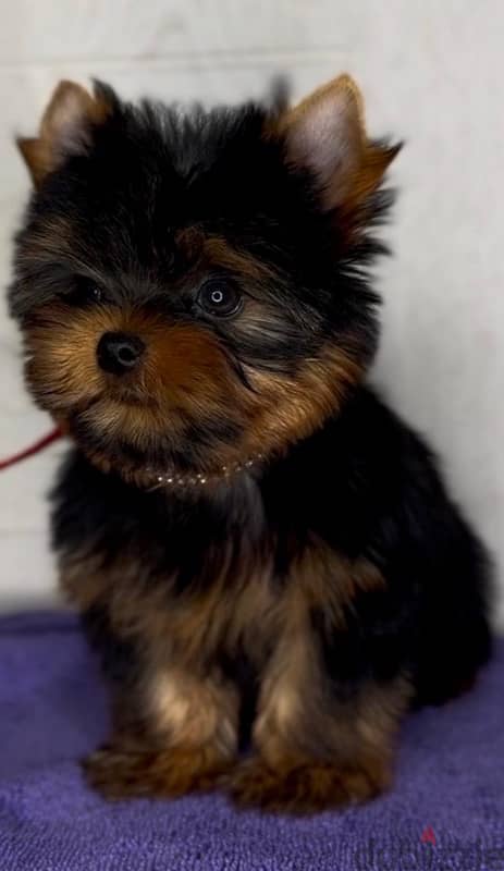 Mini Yorkshire terrier boy from Russia 4