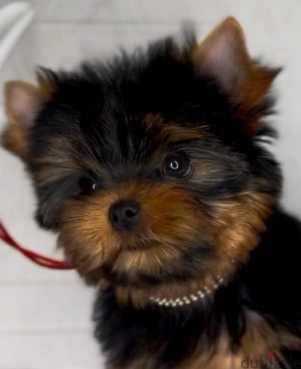 Mini Yorkshire terrier boy from Russia 5