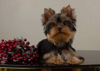 Yorkshire terrier boy from Russia