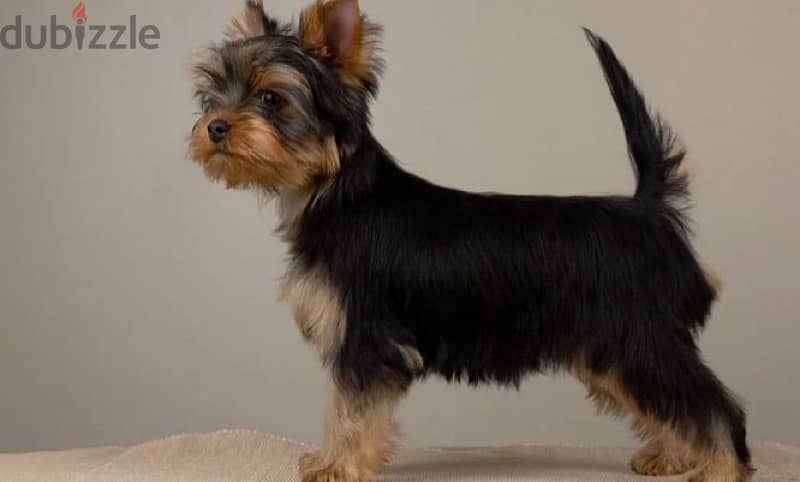 Yorkshire terrier boy from Russia 1