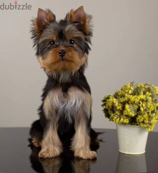 Yorkshire terrier boy from Russia 2