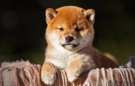 Shiba Inu puppy boy from Russia