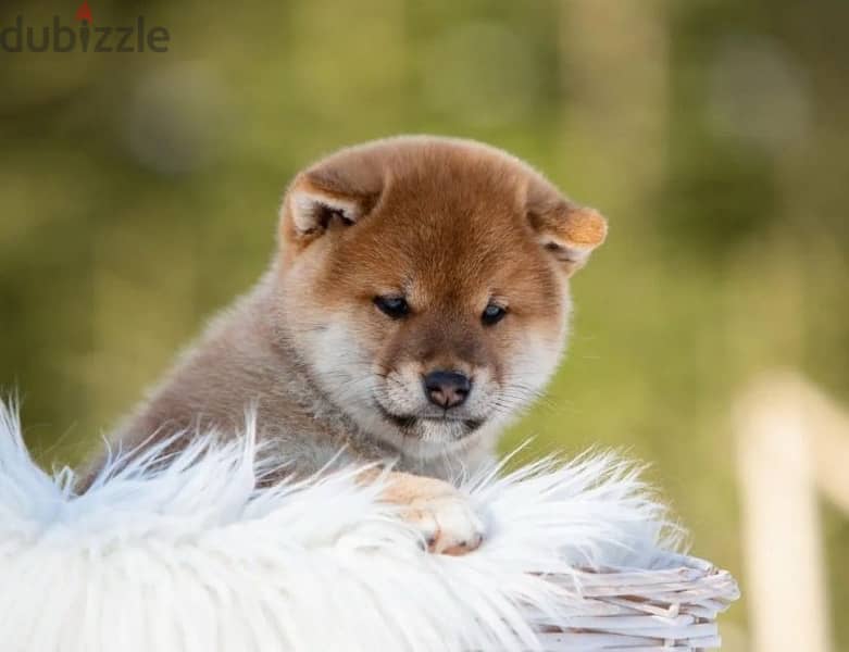 Shiba Inu puppy boy from Russia 1