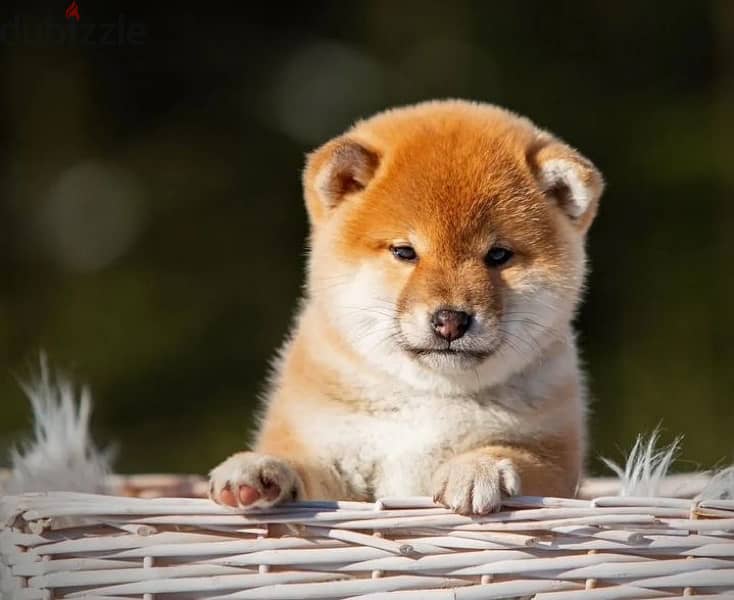 Shiba Inu puppy boy from Russia 2