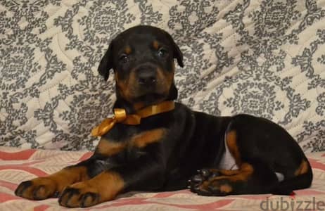 Doberman puppy boy from Russia