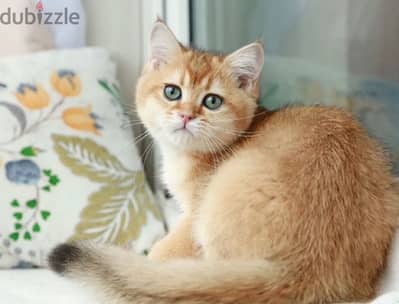 British kitten golden chinchilla boy from Russia