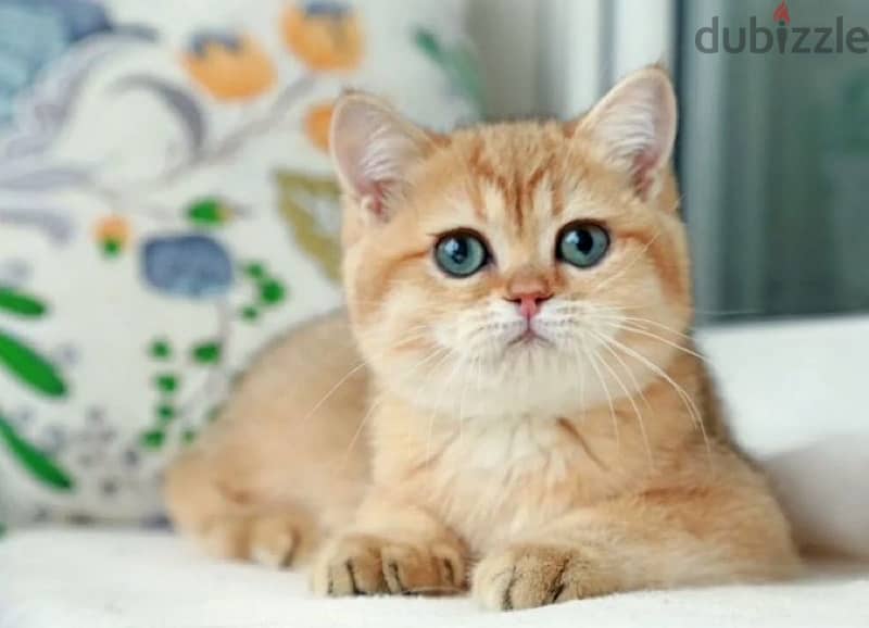 British kitten golden chinchilla boy from Russia 1