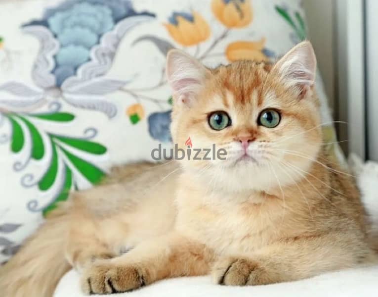 British kitten golden chinchilla boy from Russia 2