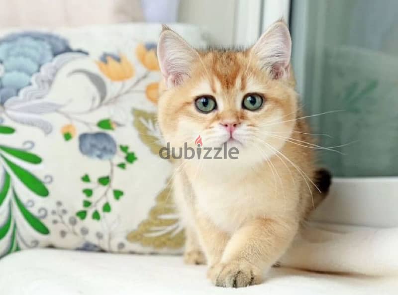 British kitten golden chinchilla boy from Russia 3