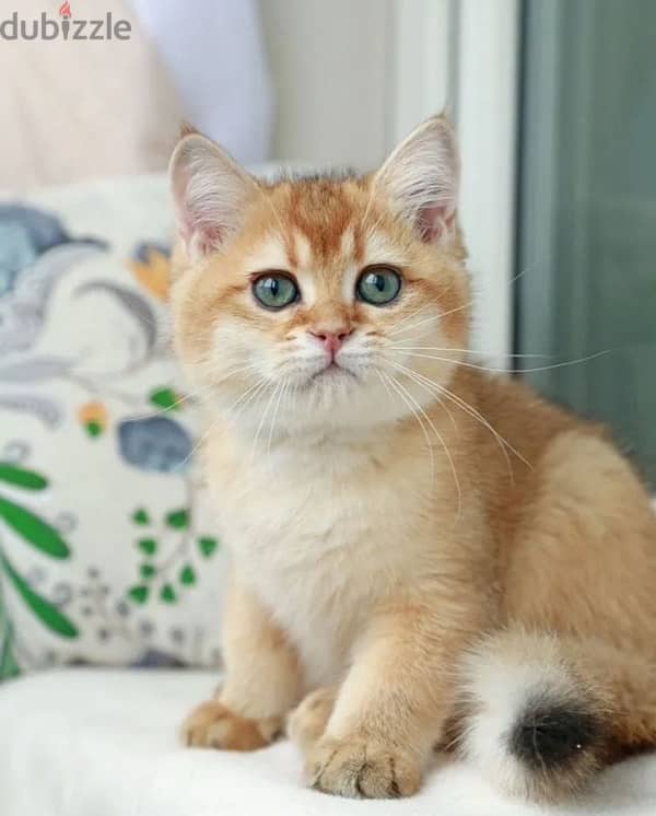 British kitten golden chinchilla boy from Russia 5